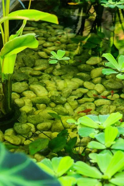 Seclusion in the mountains, villa near Kamala beach – Foto’s 8